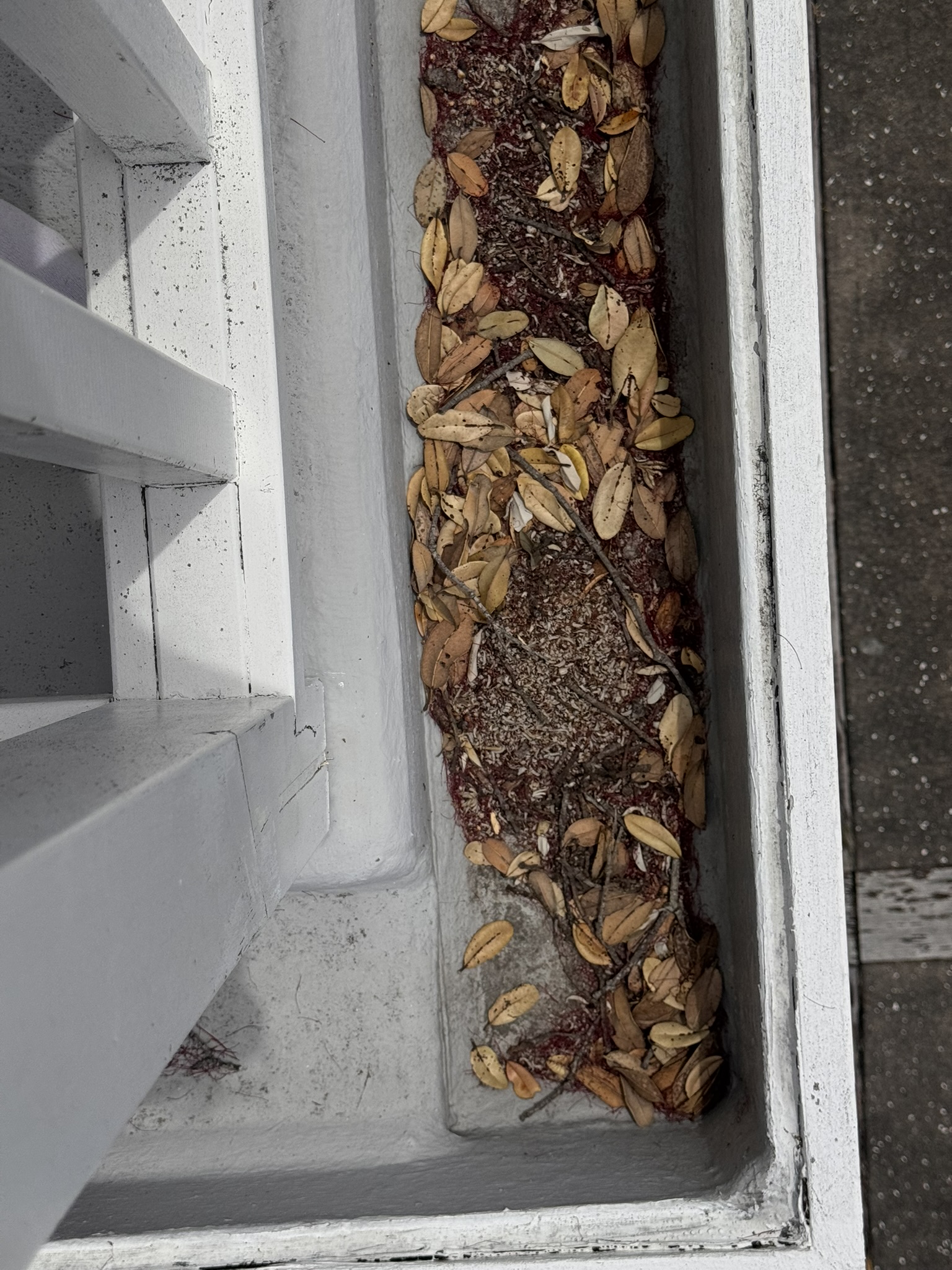Leaf litter obstructing a membrane gutter and drainage outlet